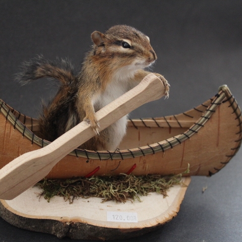 Canoe+Chipmunk+Mount Chipmunk Canoe Mount (Single)