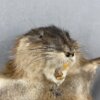 Muskrat Preaching SQ7283