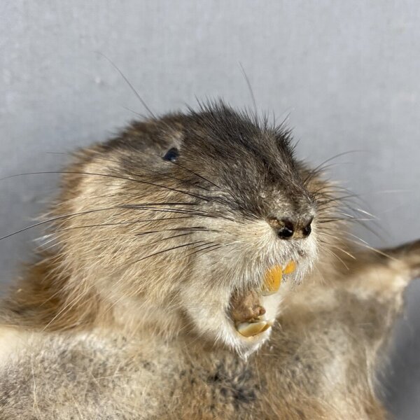 D96B6B3F-3639-424F-BEB5-37C792792762_1_201_a Muskrat Preaching SQ7283