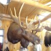 Moose Mount