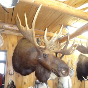 Moose Mount