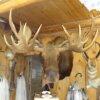 Moose Mount