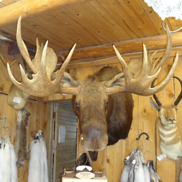 DSC01770 Moose Mount