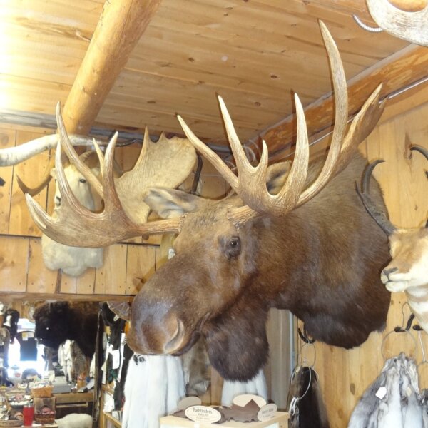 DSC01771 Moose Mount