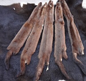 Mink Hide (Wild)