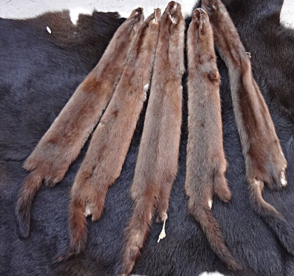 Mink Hide (Wild)