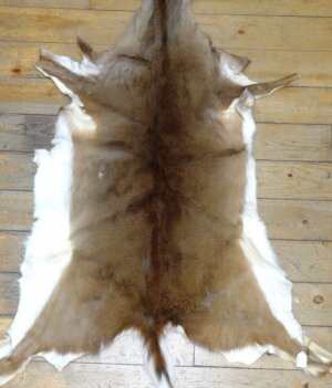Whitetail Deer Hide