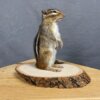 Chipmunk Mount