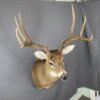 Whitetail deer 5X4 (SQ1300)