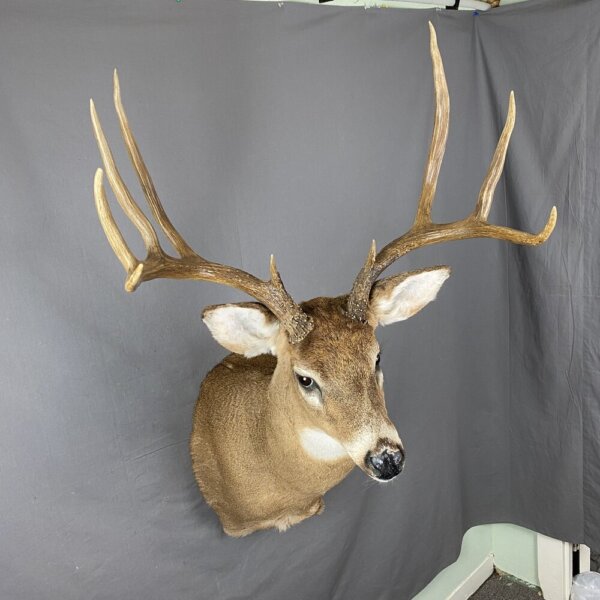 Whitetail deer 5X4 (SQ1300)