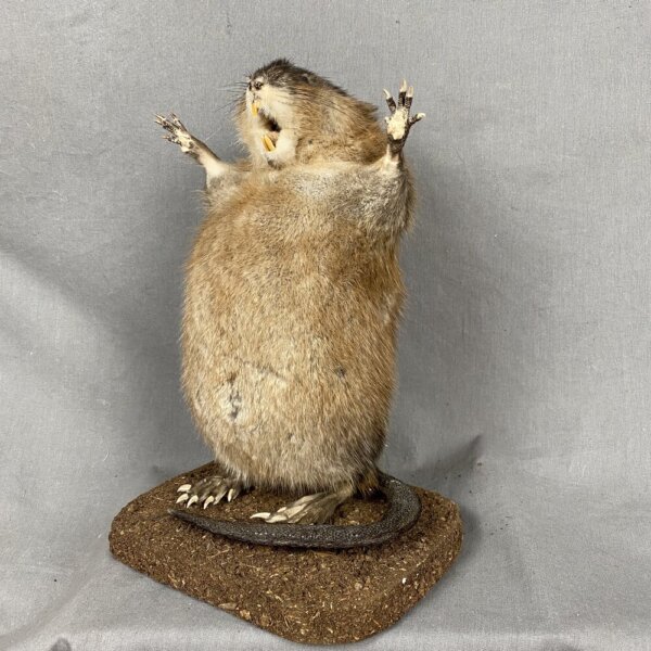 FB26D755-4B95-489C-9370-03974557B2E3_1_201_a Muskrat Preaching SQ7283