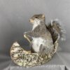 Squirrel canoe Mount (Single)