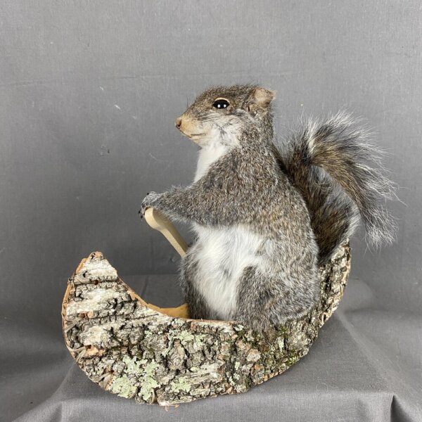 FC94D213-9E69-4A05-AB41-0E9279BF77A4_1_201_a Squirrel canoe Mount (Single)