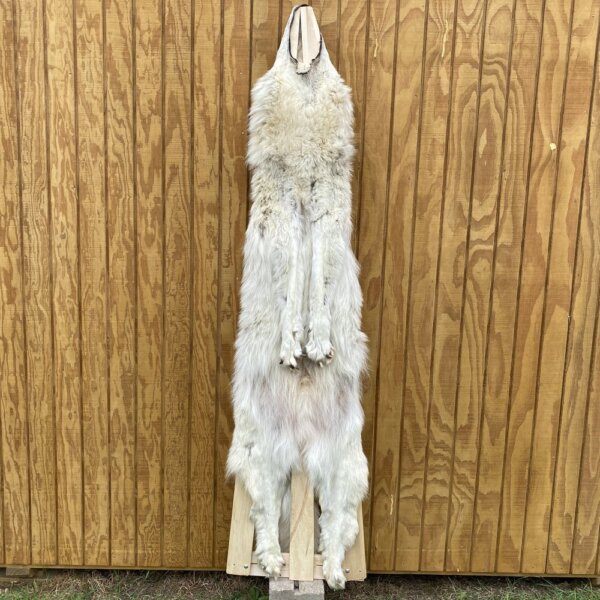 IMG_0241 Timber Wolf Hide SQ8404