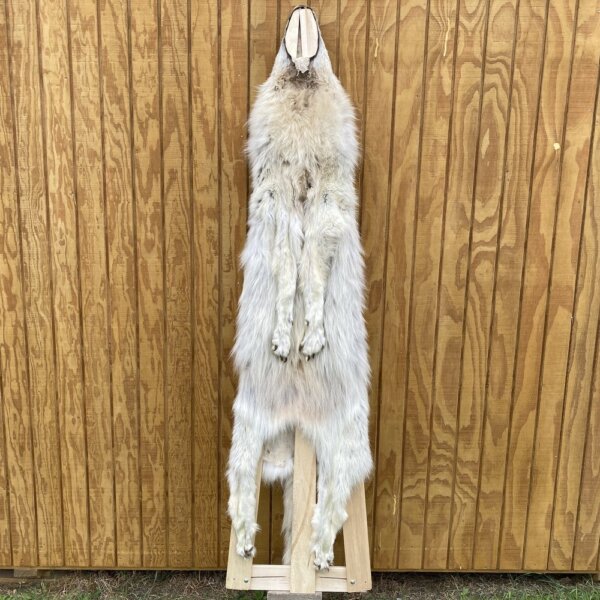 IMG_0254 Timber Wolf Hide SQ3500