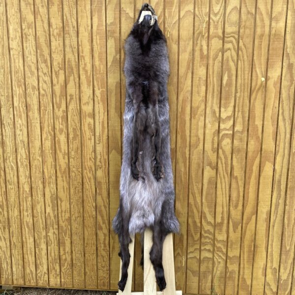 IMG_0779 Timber Wolf Hide SQ4716