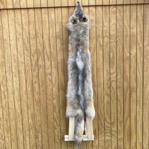 Timber Wolf Hide SQ2454