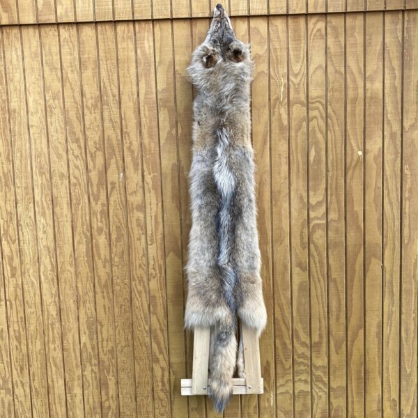 IMG_2966 Timber Wolf Hide SQ2454