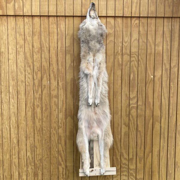 IMG_2970 Timber Wolf Hide SQ2454