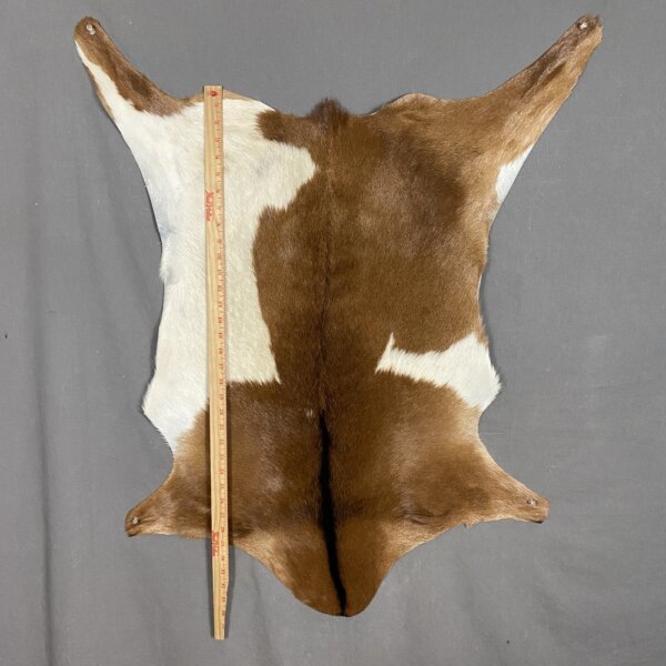 IMG_3579 Goat Hide SQ5226