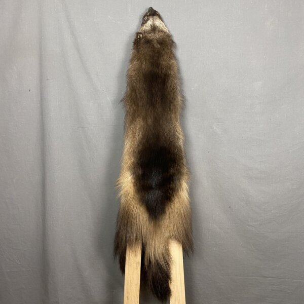 IMG_4135 Wolverine Hide SQ5632