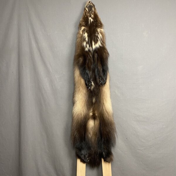 IMG_4138 Wolverine Hide SQ2078