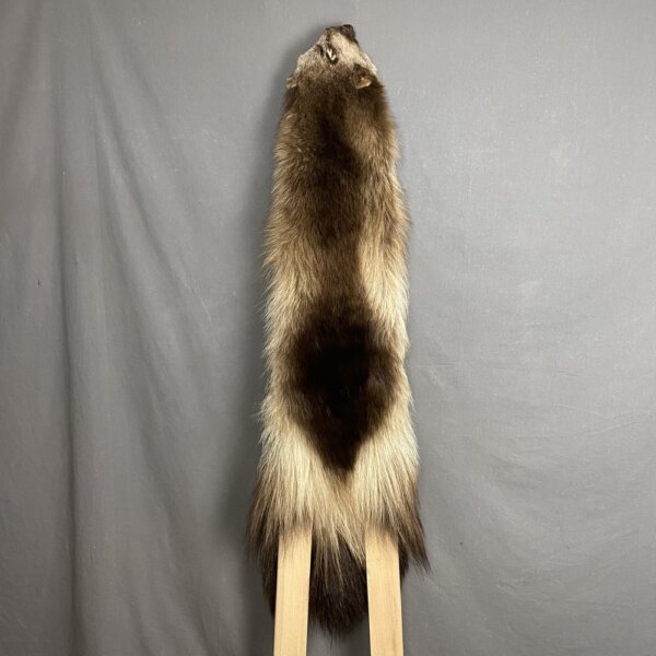 IMG_4140 Wolverine Hide SQ0204