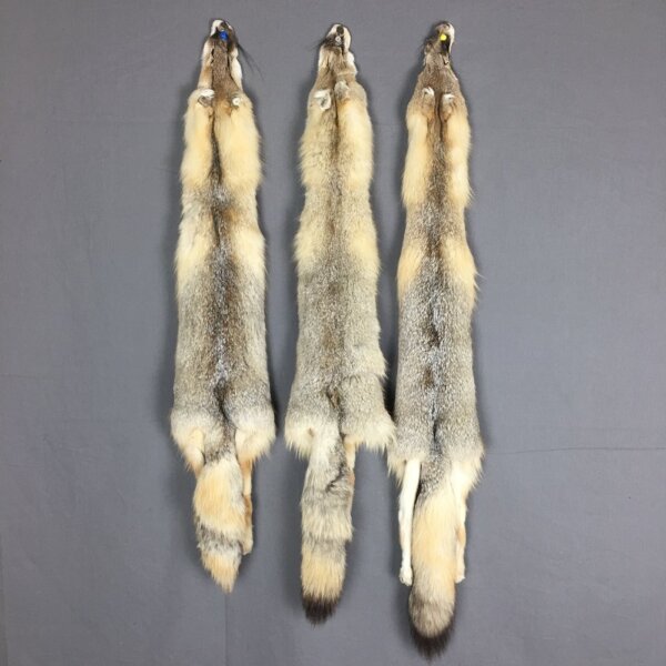 IMG_4252 Swift Fox Hide