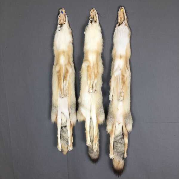 IMG_4254 Swift Fox Hide