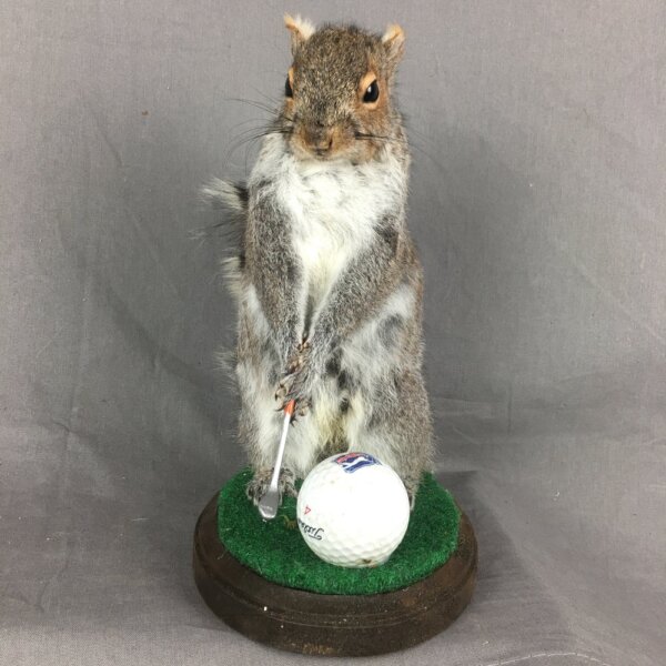 Squirrel Golfing Mount