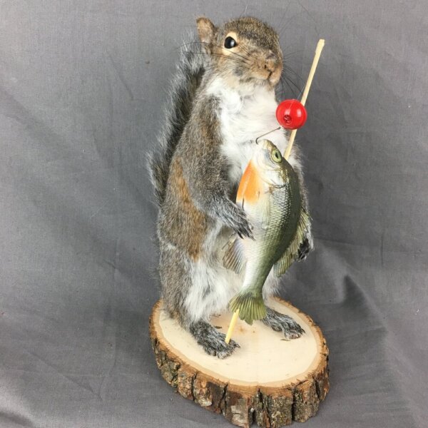IMG_4821 Squirrel Fisherman Mount With Bluegill