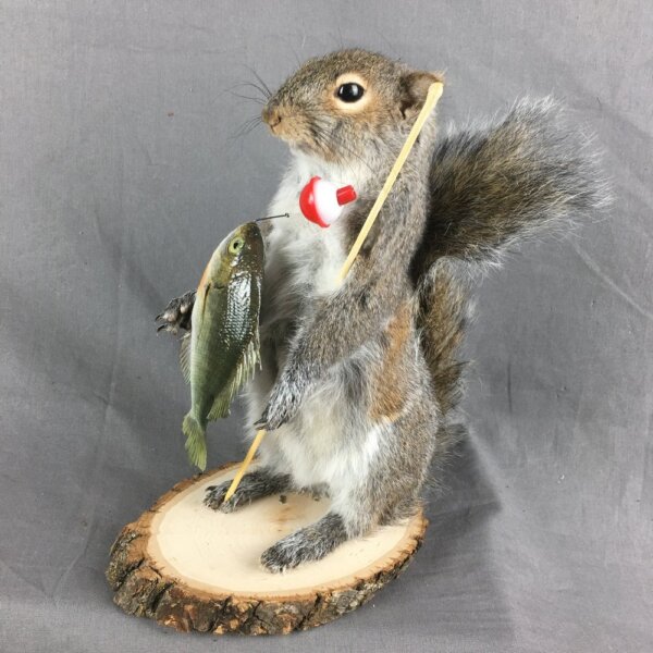 IMG_4822 Squirrel Fisherman Mount With Bluegill