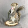 Squirrel Fisherman Mount With Bluegill