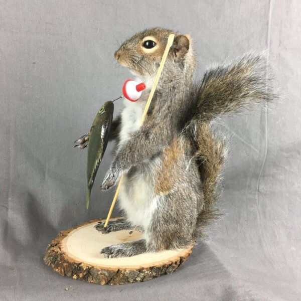 IMG_4823 Squirrel Fisherman Mount With Bluegill