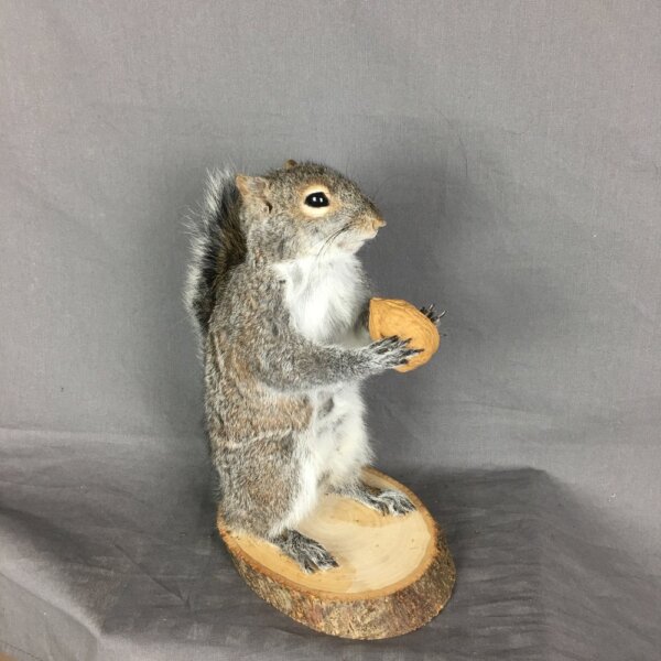 Squirrel With Walnut
