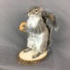 Squirrel With Walnut