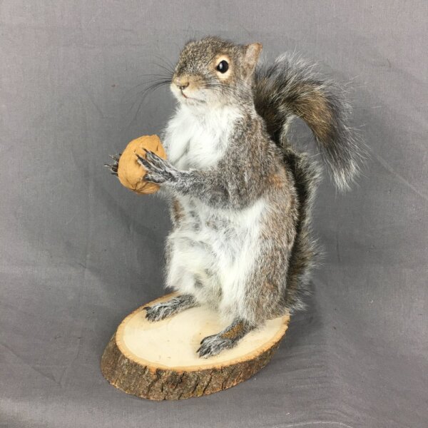 Squirrel With Walnut