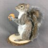 Squirrel With Walnut