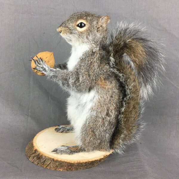 Squirrel With Walnut