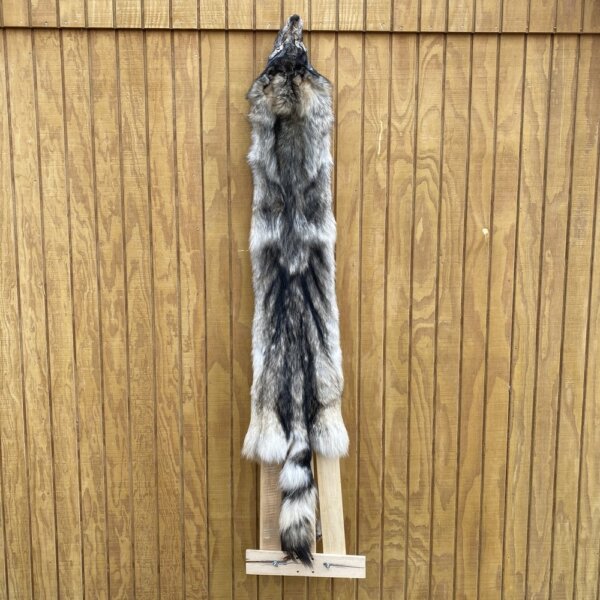 IMG_4909+2 Timber Wolf Hide SQ7017P9