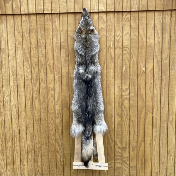 IMG_4922+2 Timber Wolf Hide SQ3037P13