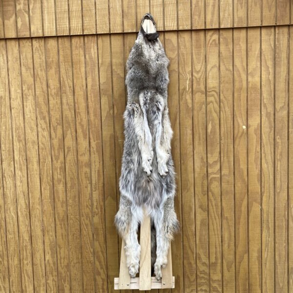 IMG_4923+2 Timber Wolf Hide SQ3037P13