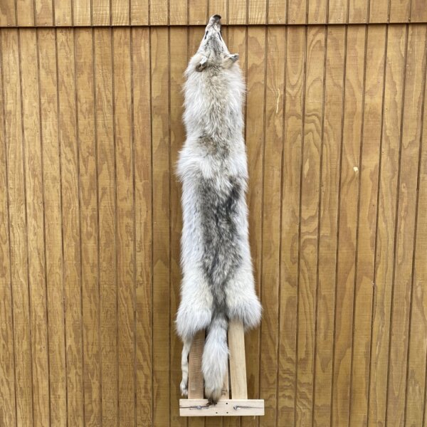 IMG_4928+2 Timber Wolf Hide SQ3285P15