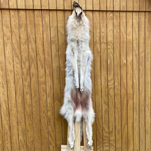 IMG_4929+2 Timber Wolf Hide SQ3285P15