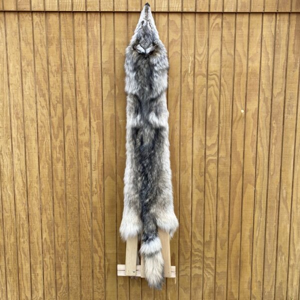 IMG_4930+2 Timber Wolf Hide SQ0074P16