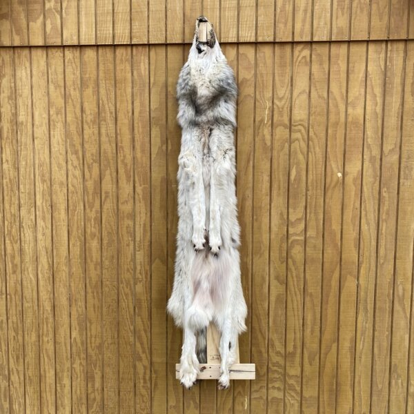 IMG_4931+2 Timber Wolf Hide SQ0074P16