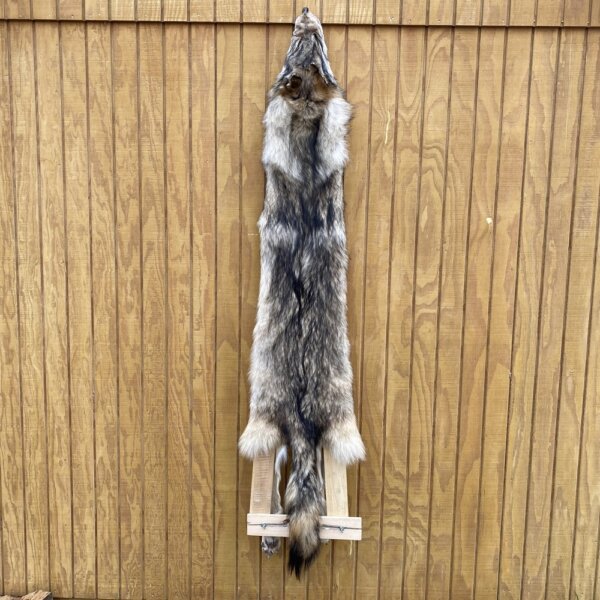 IMG_4935+2 Timber Wolf Hide SQ8770P18