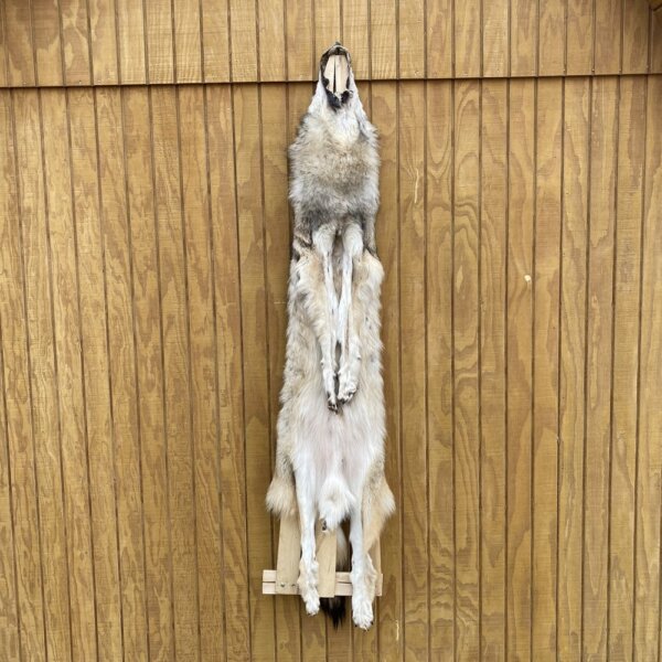 IMG_4936+2 Timber Wolf Hide SQ8770P18