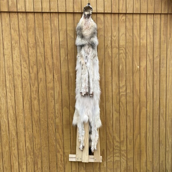 IMG_4940+2 Timber Wolf Hide SQ1566P19