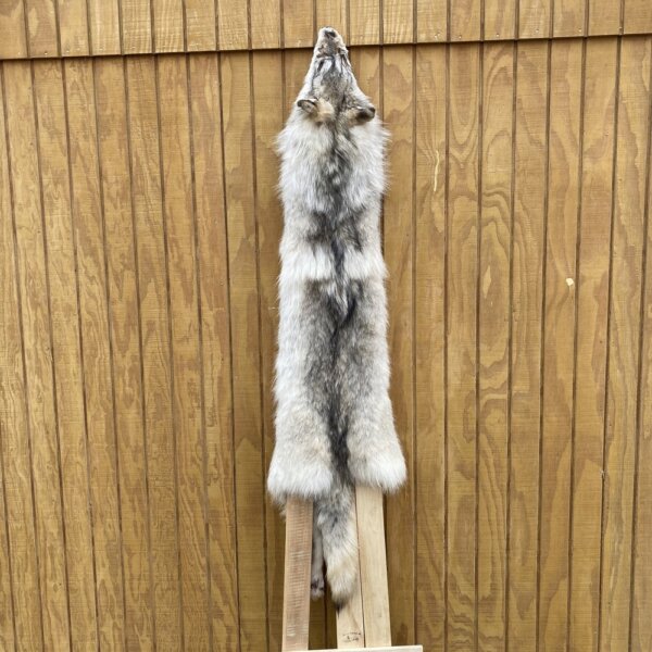 IMG_4942+2 Timber Wolf Hide SQ4635P20
